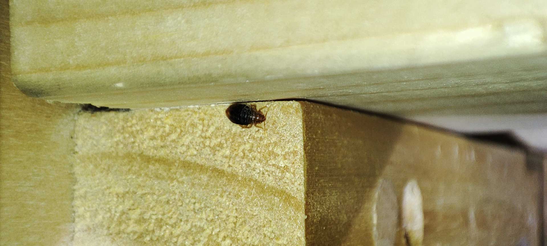 Do Bed Bugs Live Inside Wooden Beds? - Bed Bug Specialist