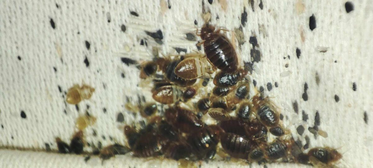 Infested Enemies Do Bed Bugs Have Natural Enemies? - Bed Bug Specialist